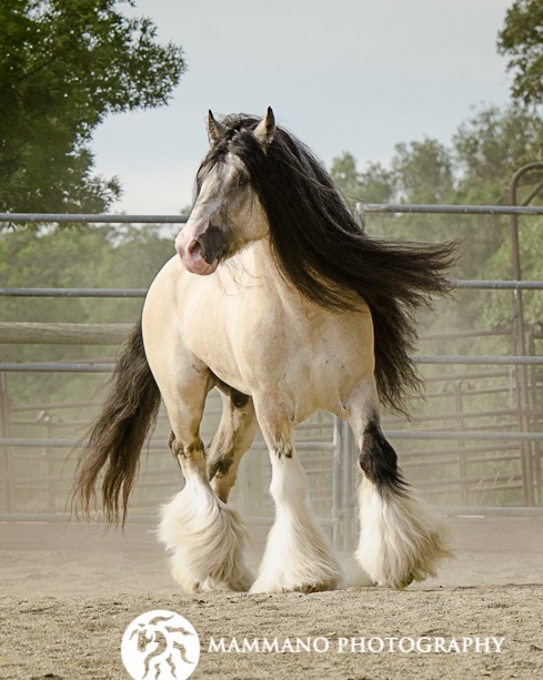 Taskin - Featherd Horse